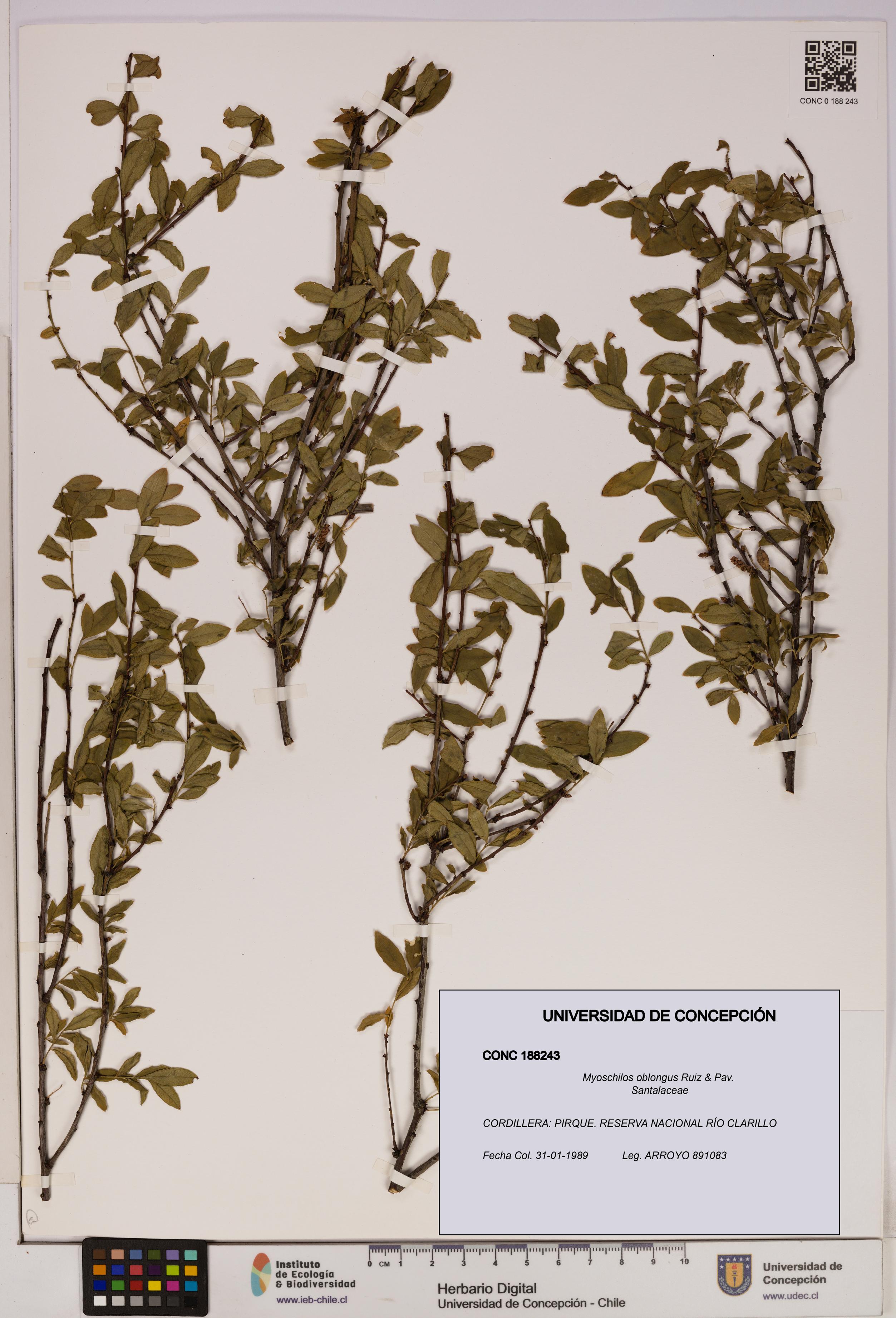 Myoschilos oblongus [Espécimen: UDEC:CONC:0188243]