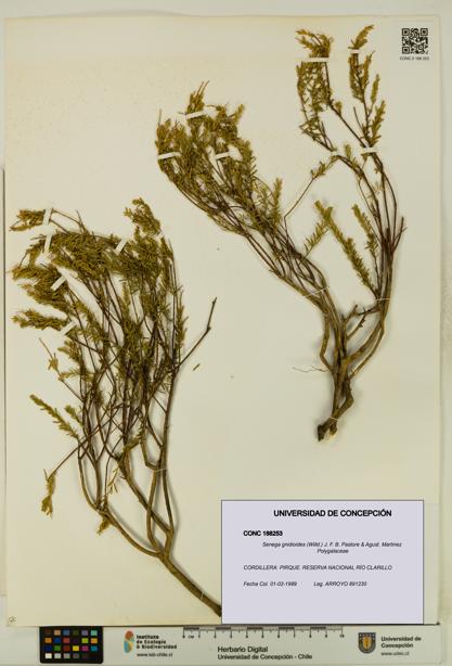 Senega gnidioides [Espécimen: UDEC:CONC:0188253]