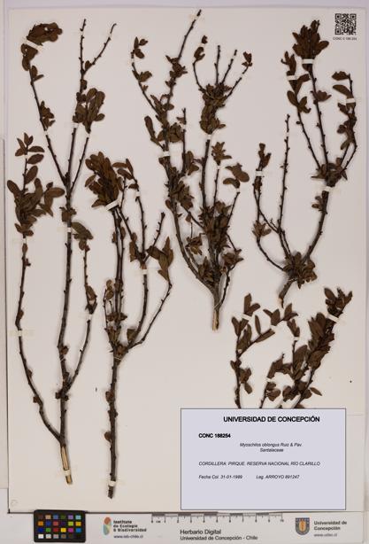 Myoschilos oblongus [Espécimen: UDEC:CONC:0188254]