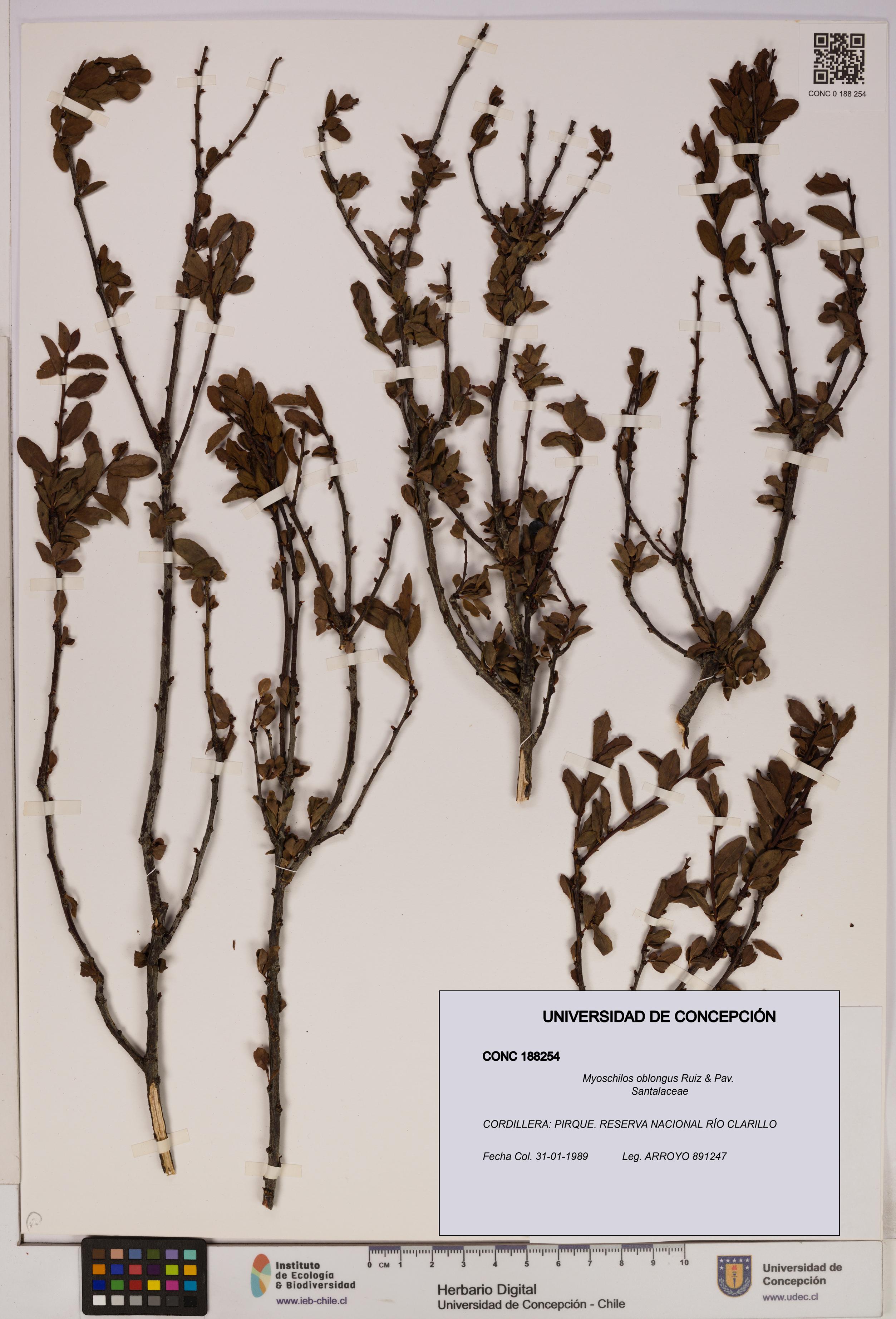 Myoschilos oblongus [Espécimen: UDEC:CONC:0188254]