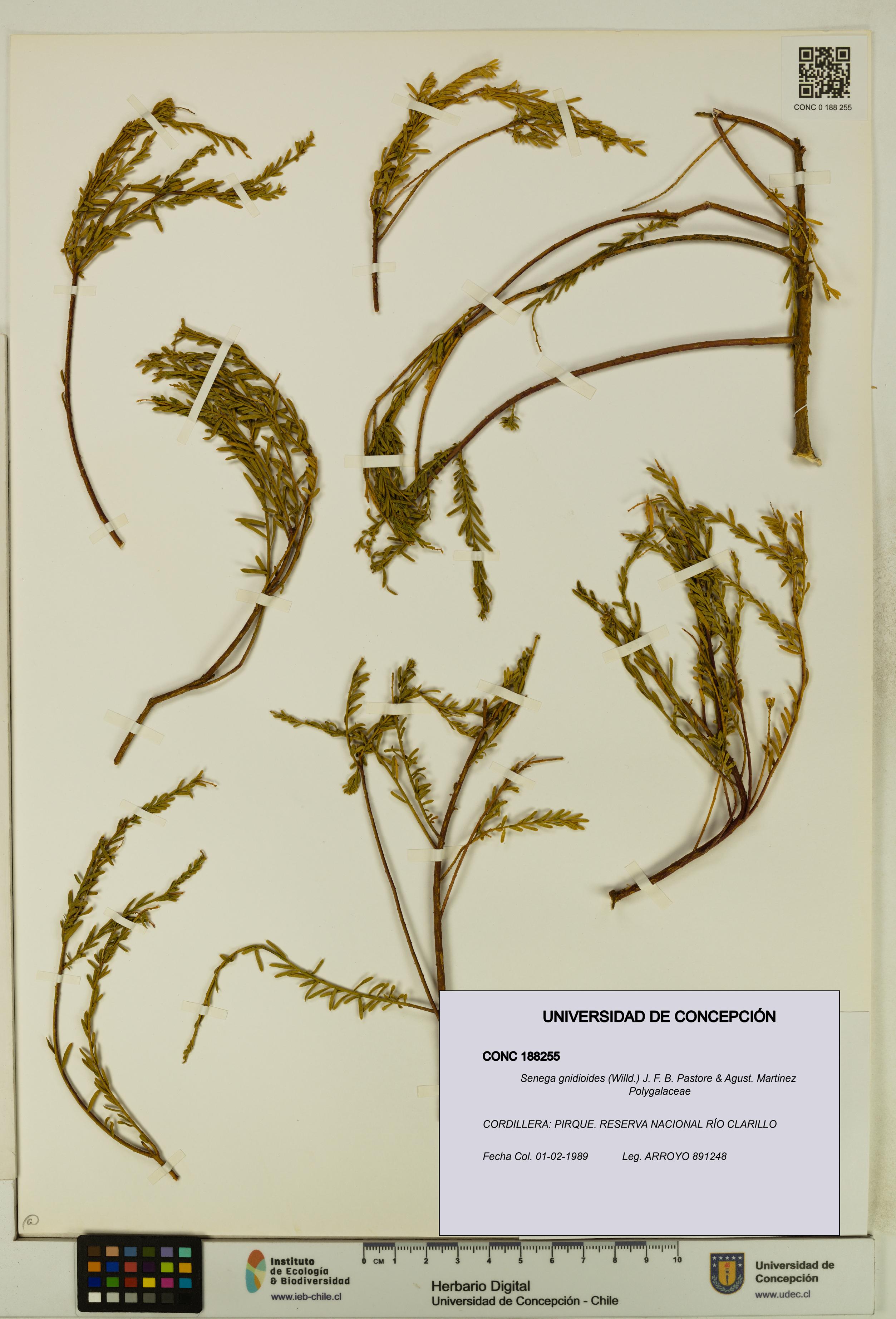 Senega gnidioides [Espécimen: UDEC:CONC:0188255]