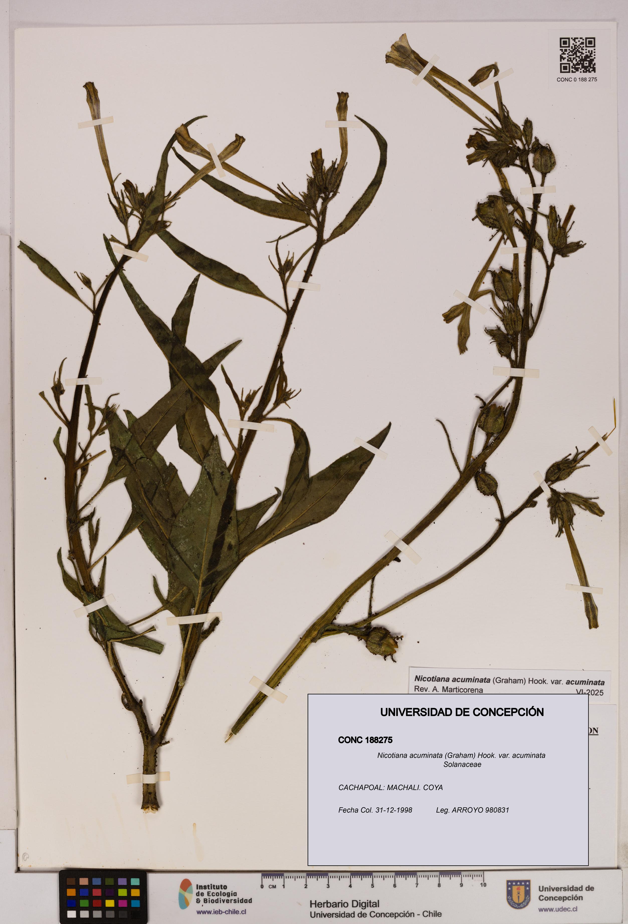 Nicotiana acuminata [Espécimen: UDEC:CONC:0188275]