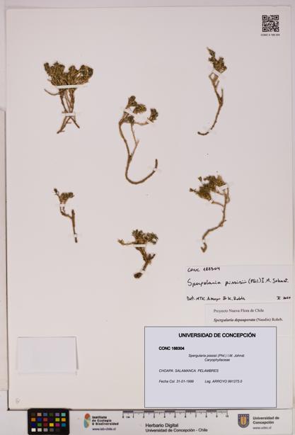 Spergularia pissisii [Espécimen: UDEC:CONC:0188304]