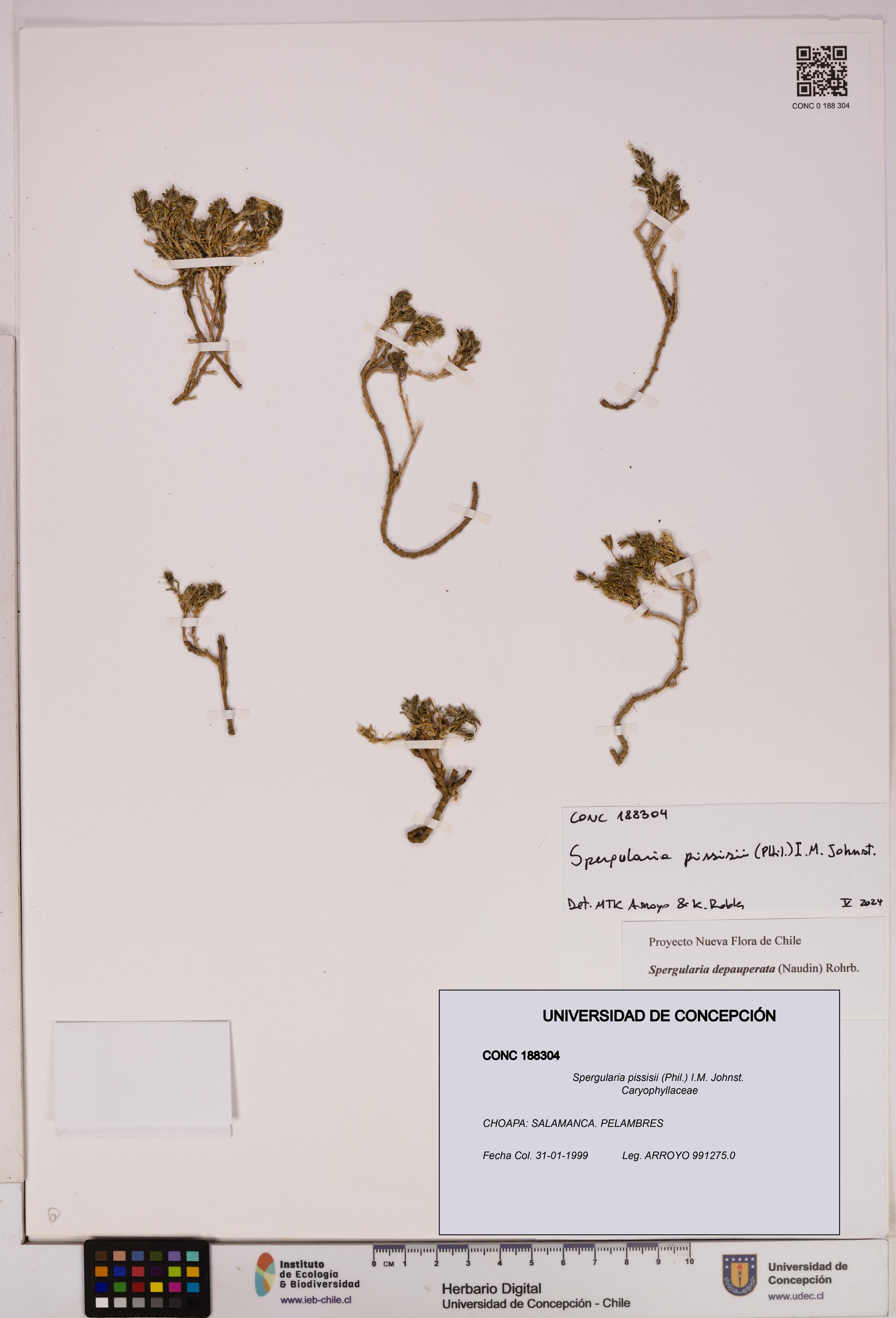 Spergularia pissisii [Espécimen: UDEC:CONC:0188304]