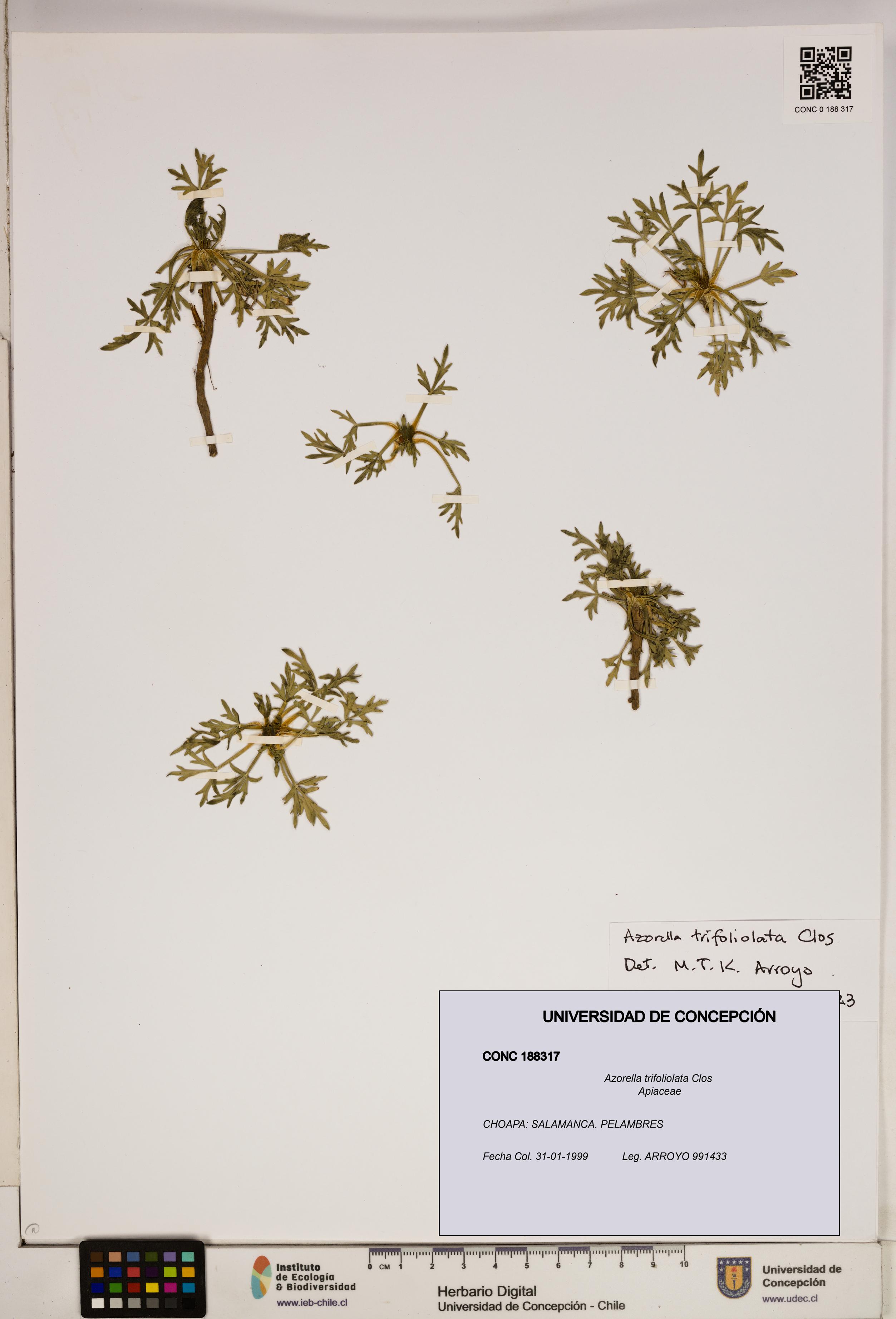 Azorella trifoliolata [Espécimen: ]