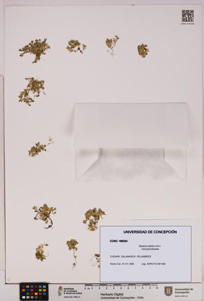 Stellaria debilis [Espécimen: UDEC:CONC:0188324]