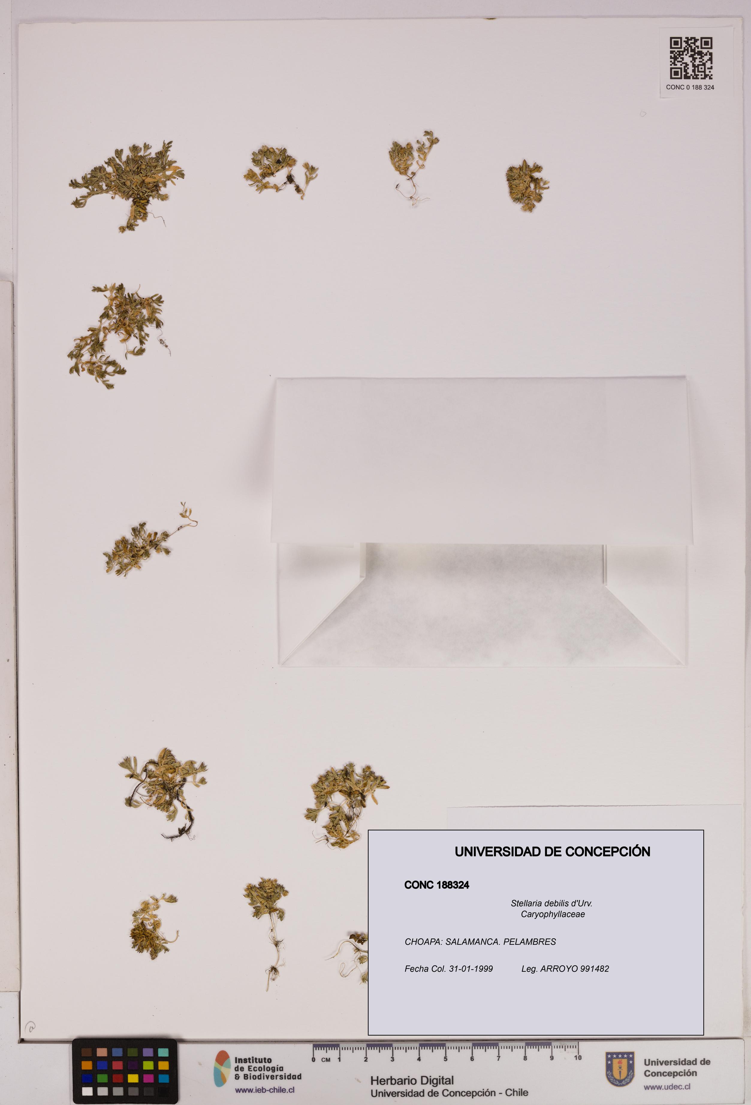 Stellaria debilis [Espécimen: UDEC:CONC:0188324]