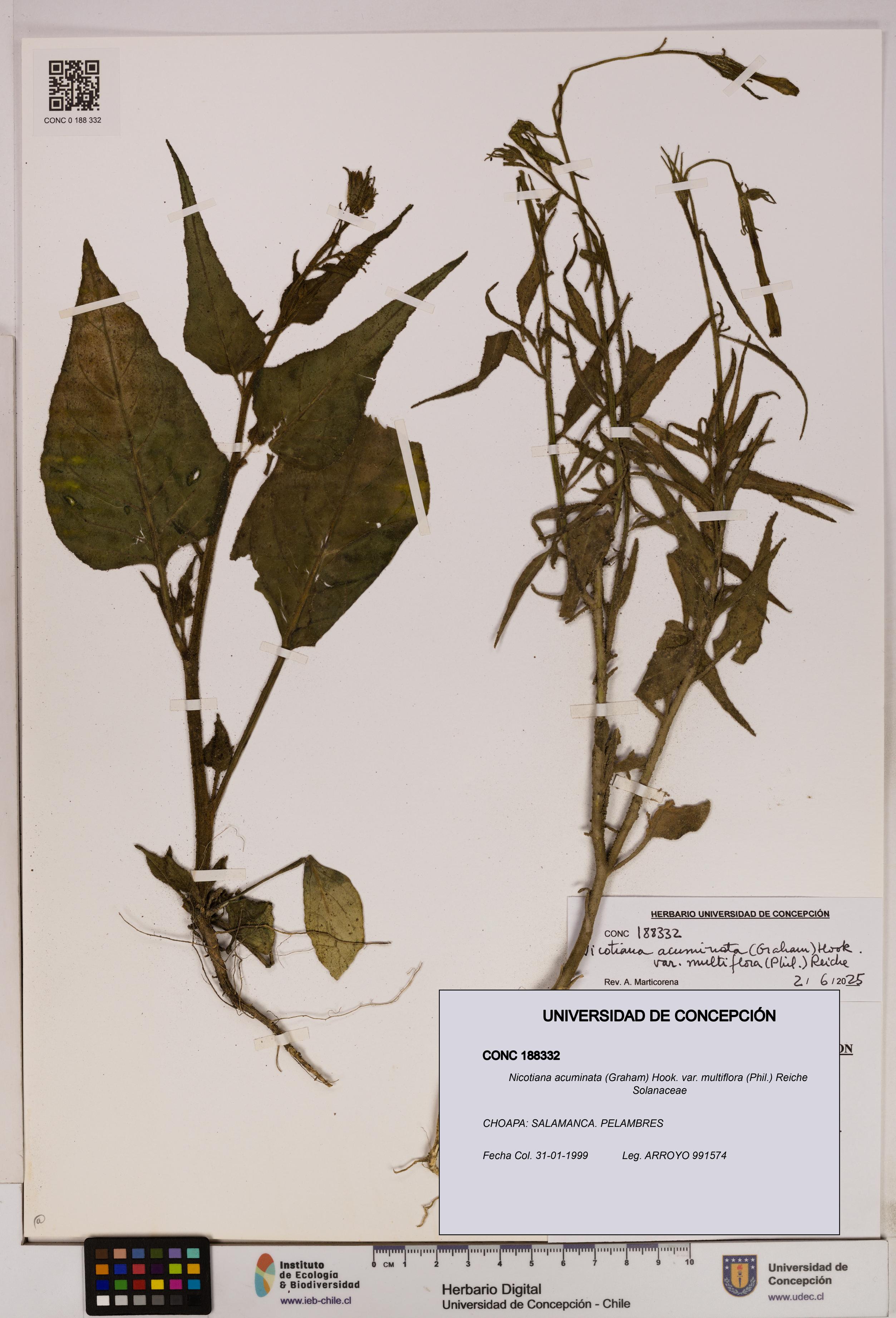 Nicotiana acuminata var. multiflora [Espécimen: UDEC:CONC:0188332]
