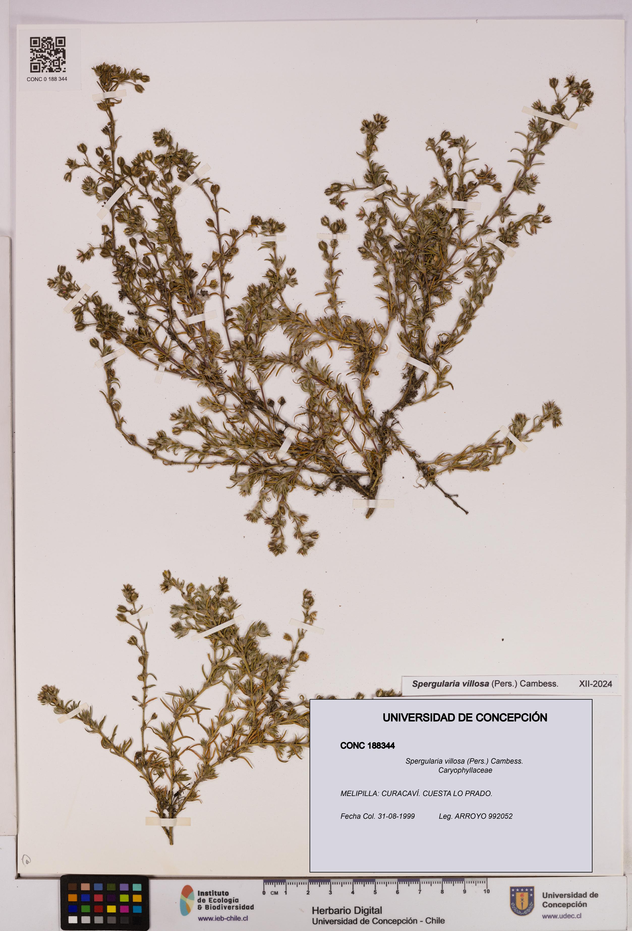 Spergularia villosa [Espécimen: UDEC:CONC:0188344]