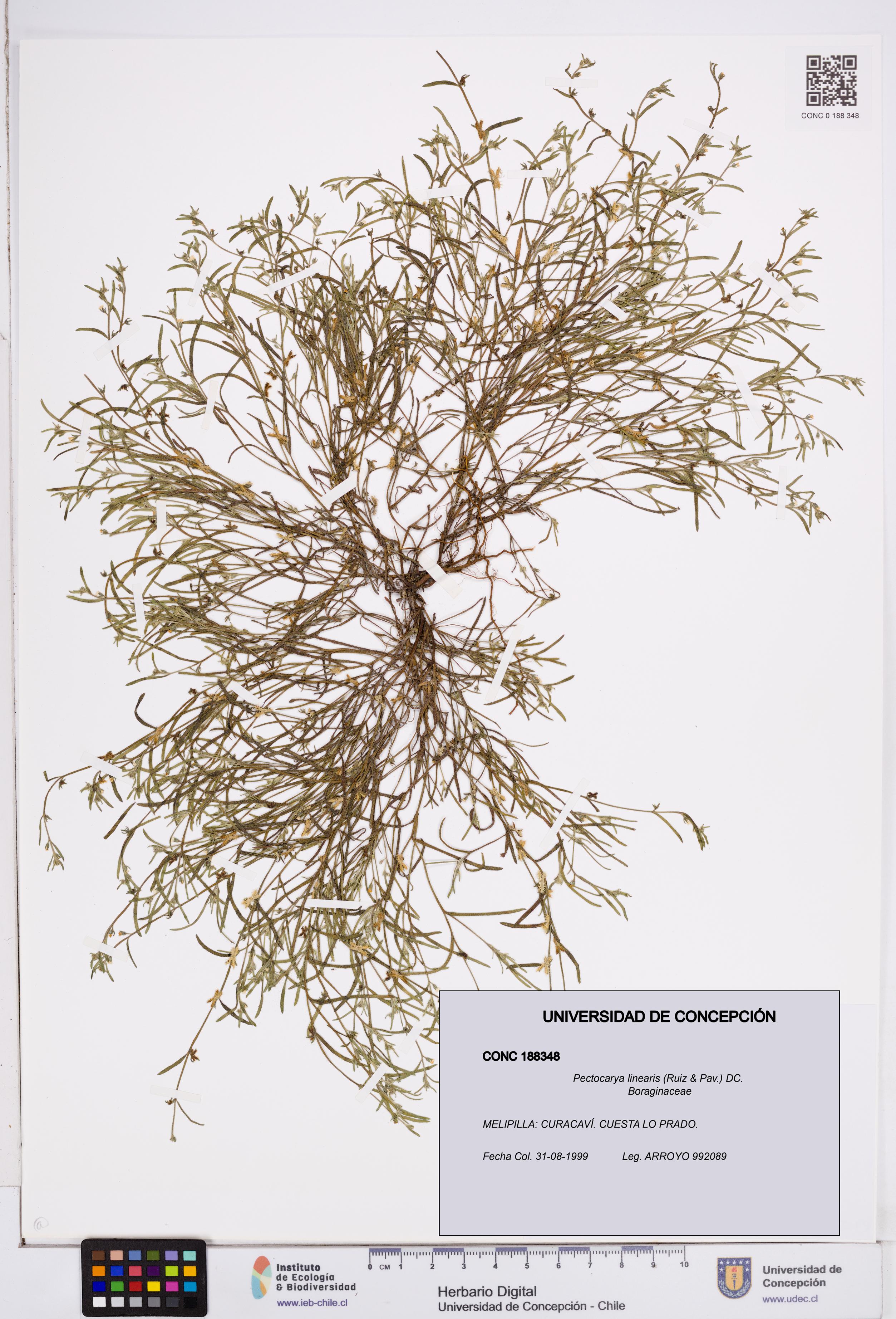 Pectocarya linearis [Espécimen: ]