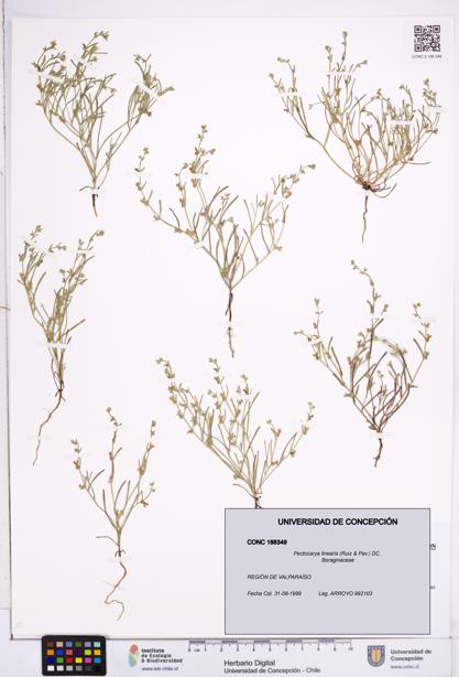 Pectocarya linearis [Espécimen: ]