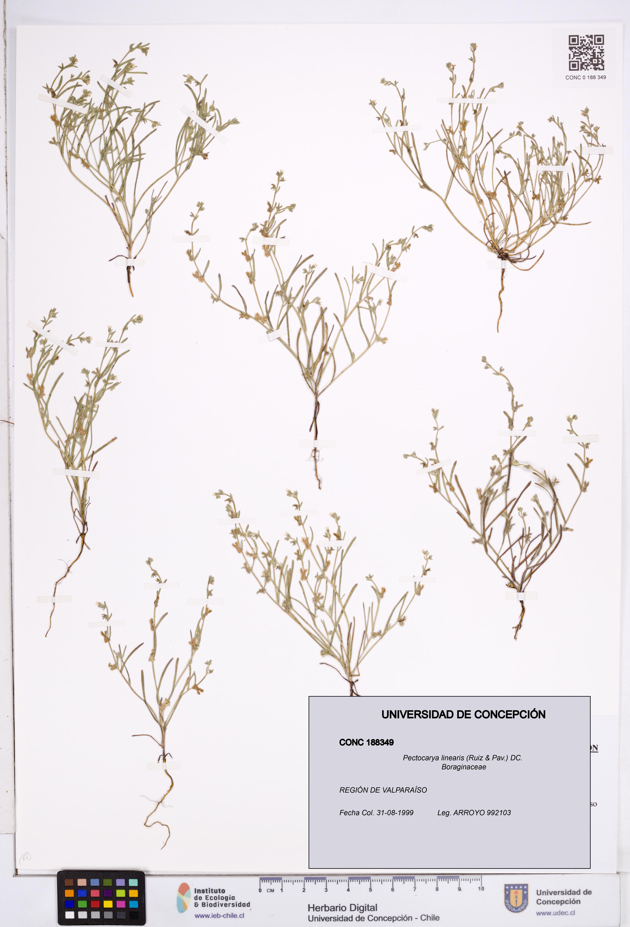 Pectocarya linearis [Espécimen: ]