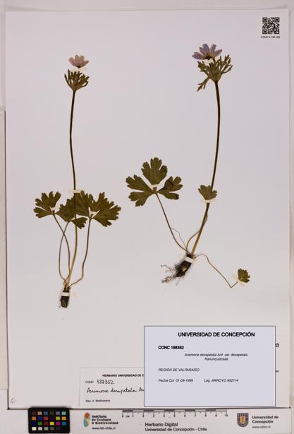 Anemone decapetala [Espécimen: UDEC:CONC:0188352]