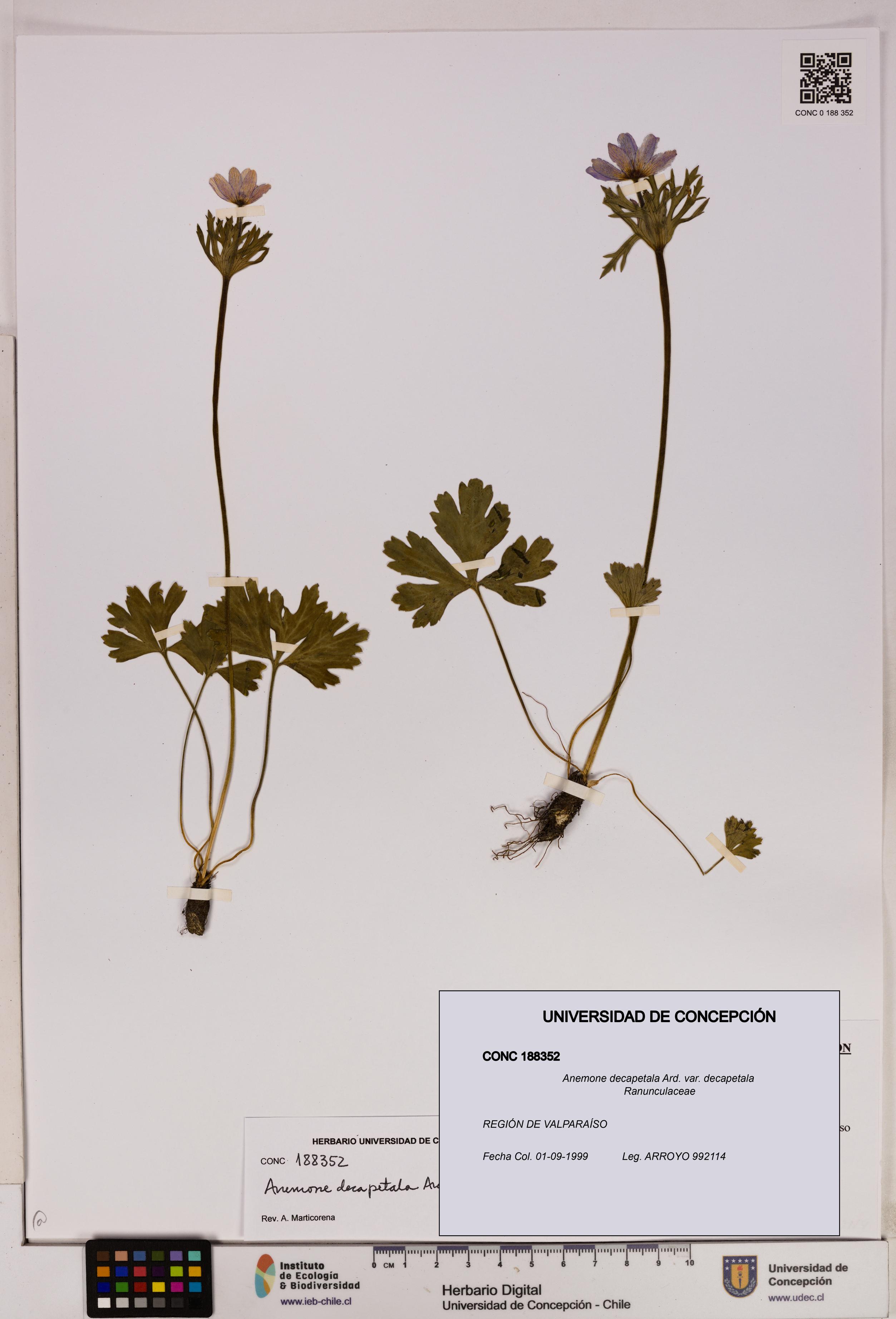 Anemone decapetala [Espécimen: UDEC:CONC:0188352]