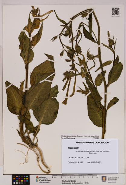 Nicotiana acuminata [Espécimen: UDEC:CONC:0188357]