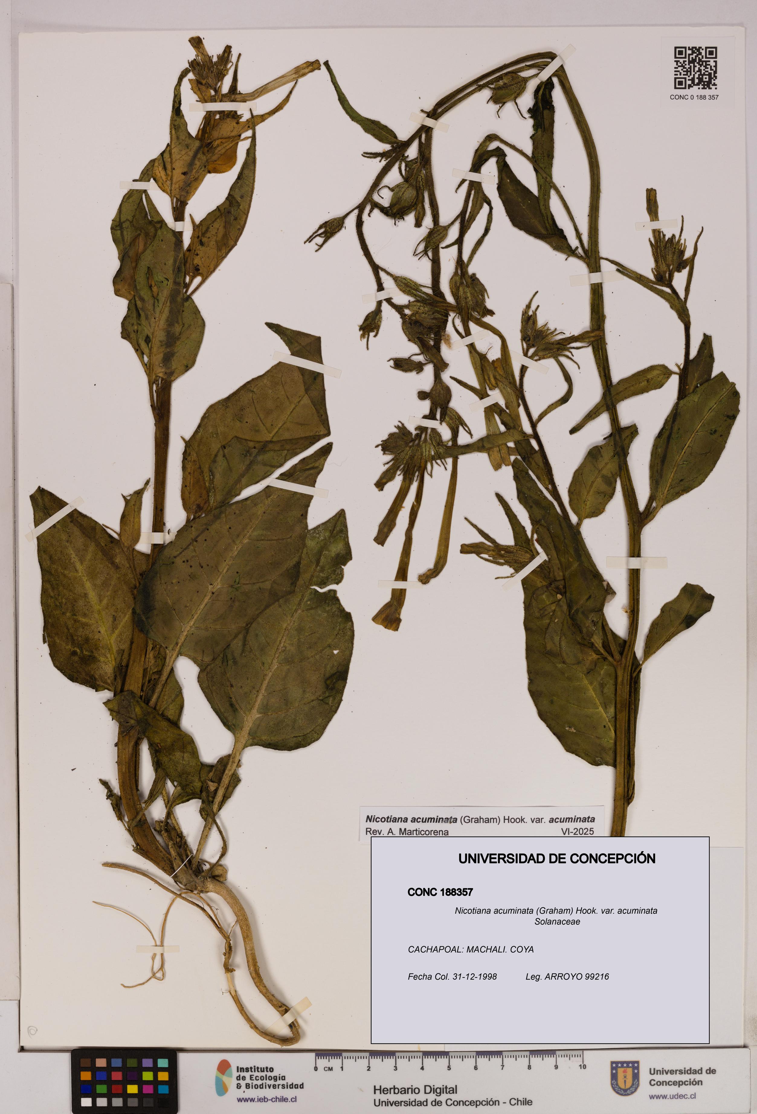 Nicotiana acuminata [Espécimen: UDEC:CONC:0188357]