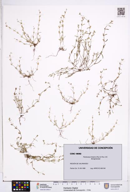 Pectocarya linearis [Espécimen: ]