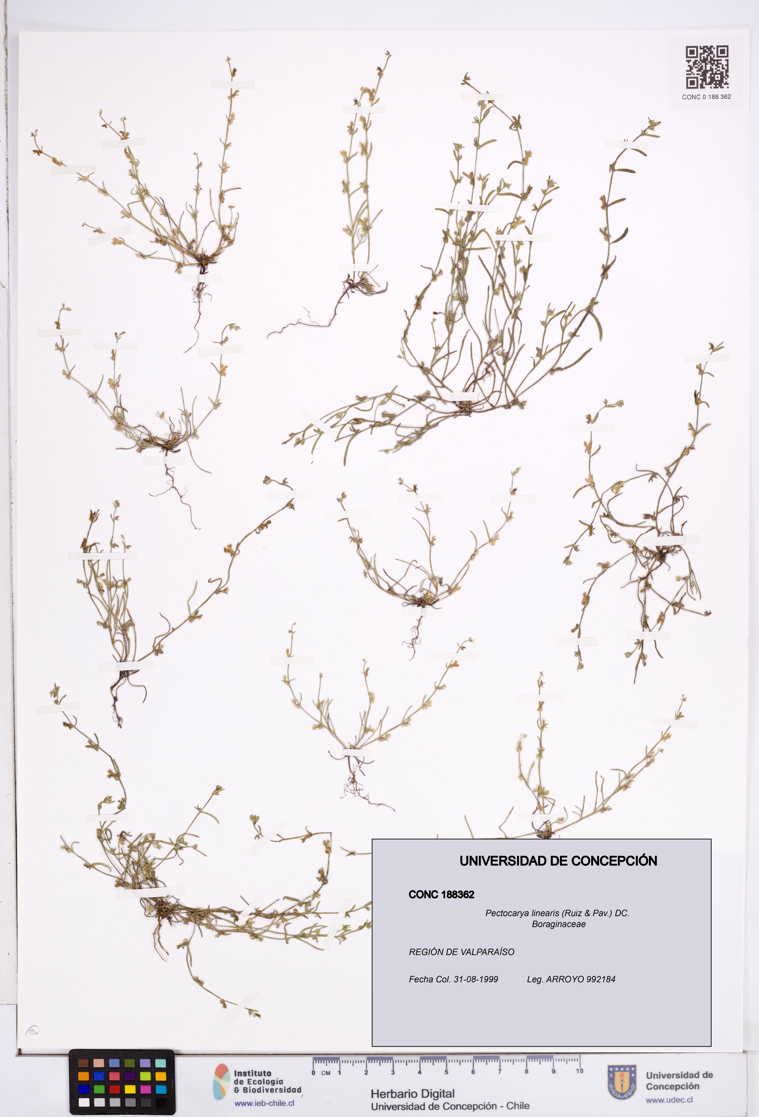 Pectocarya linearis [Espécimen: ]