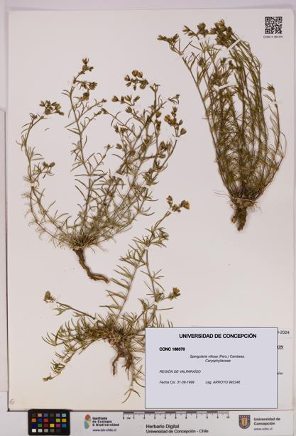 Spergularia villosa [Espécimen: UDEC:CONC:0188370]