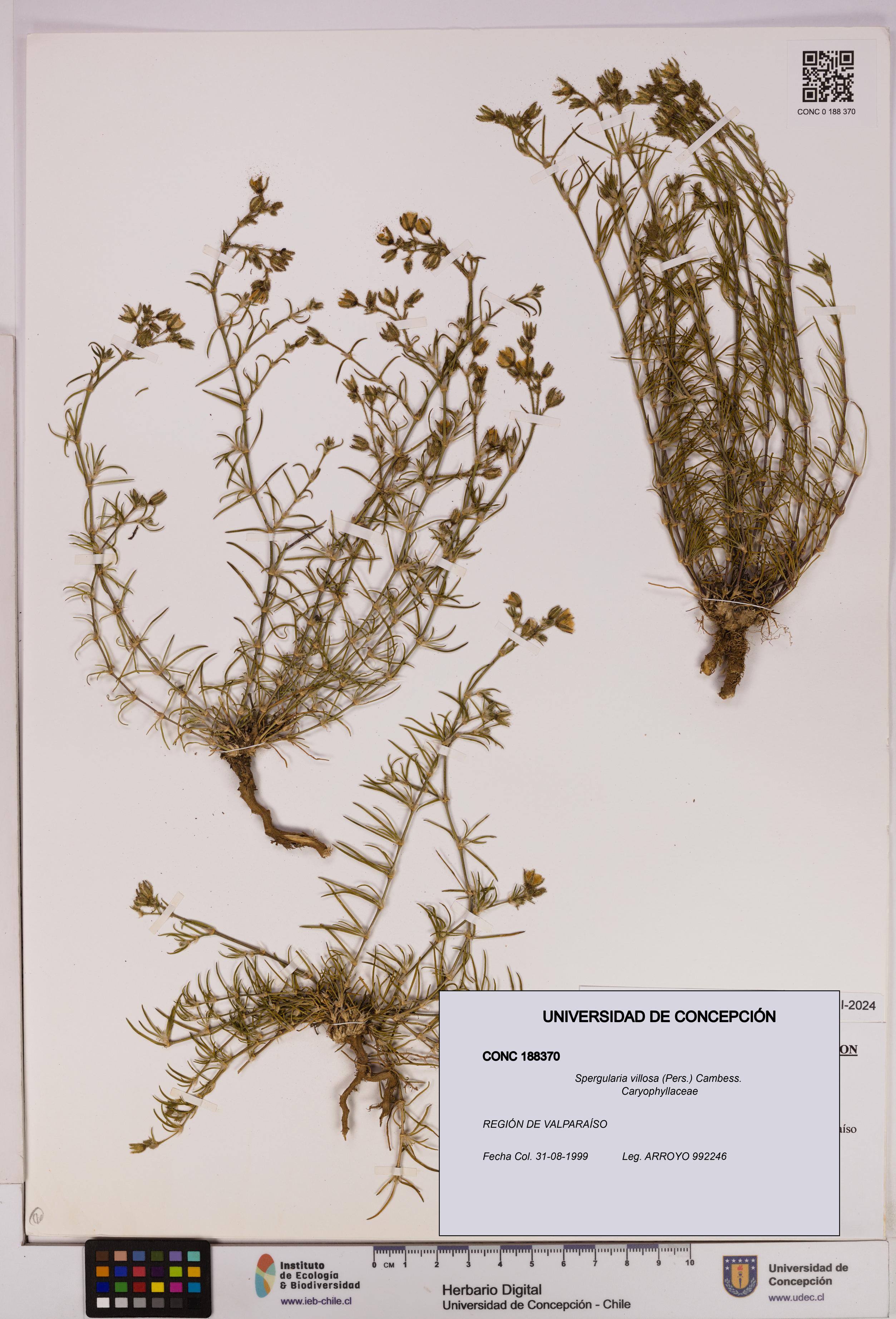 Spergularia villosa [Espécimen: UDEC:CONC:0188370]