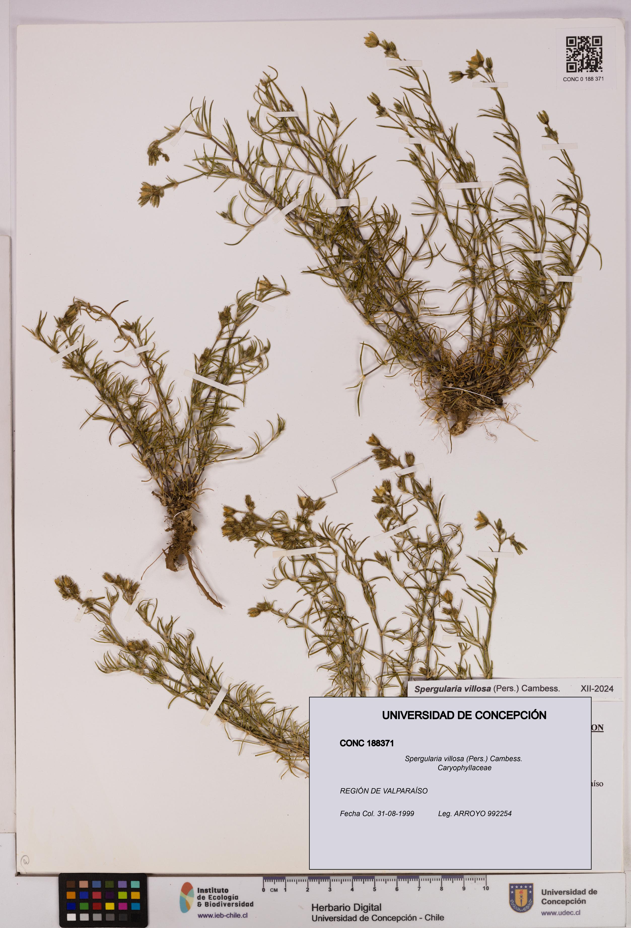 Spergularia villosa [Espécimen: UDEC:CONC:0188371]