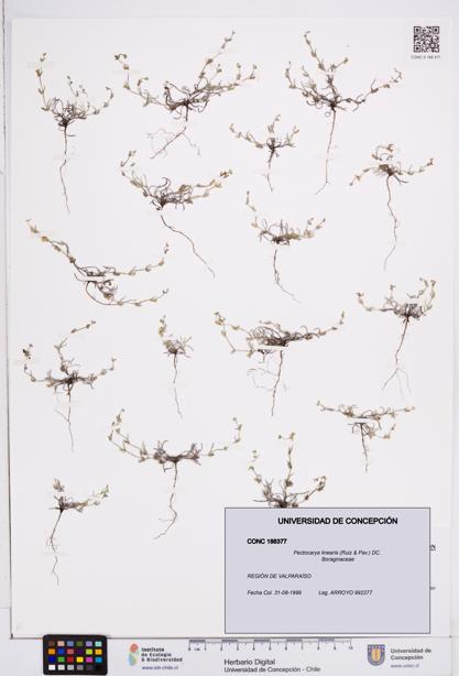 Pectocarya linearis [Espécimen: ]