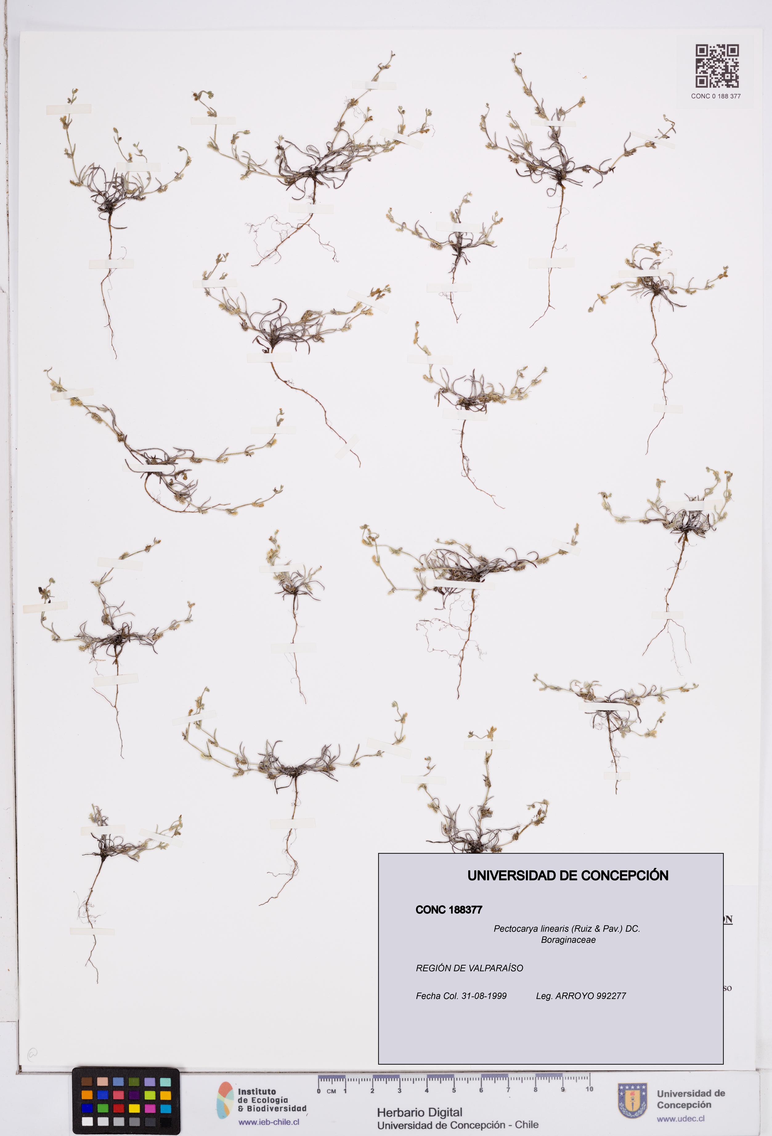 Pectocarya linearis [Espécimen: ]