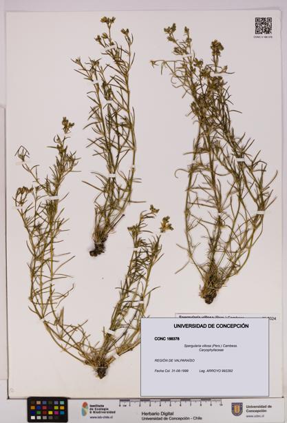 Spergularia villosa [Espécimen: UDEC:CONC:0188378]