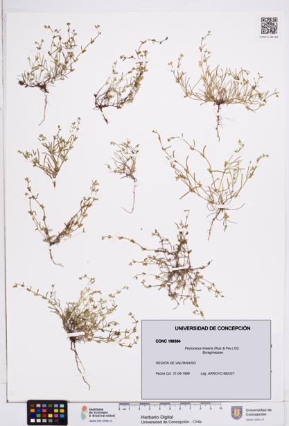 Pectocarya linearis [Espécimen: ]