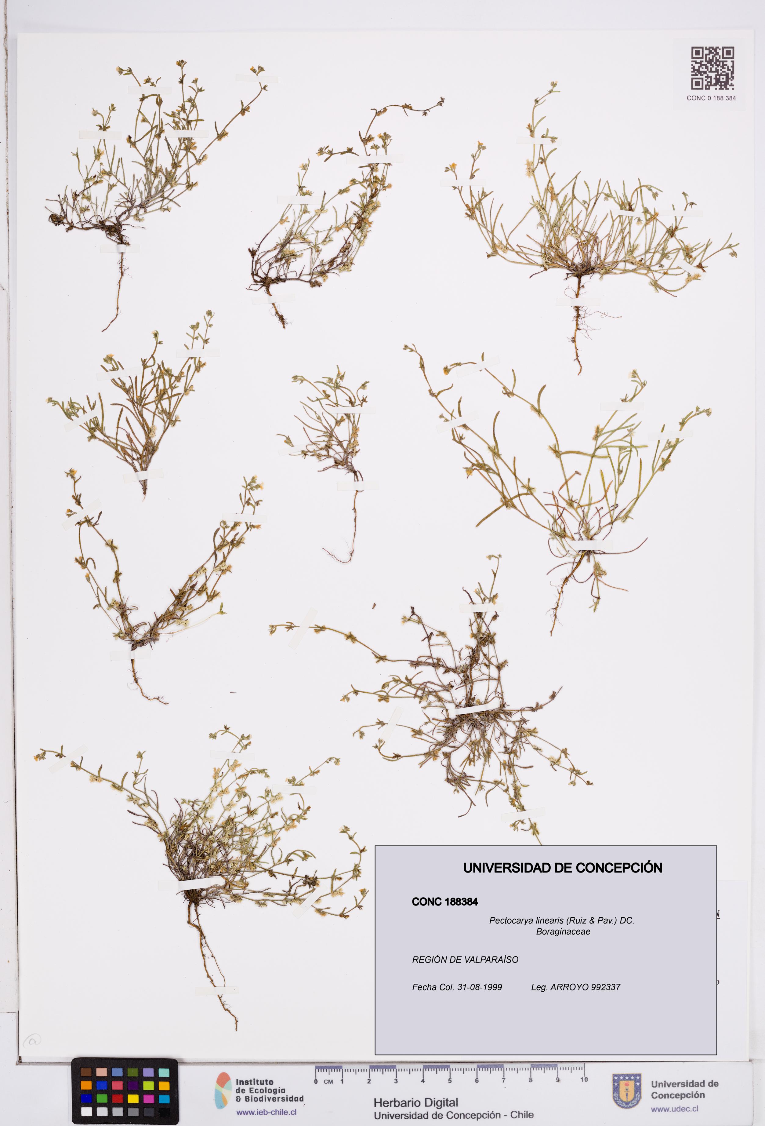 Pectocarya linearis [Espécimen: ]