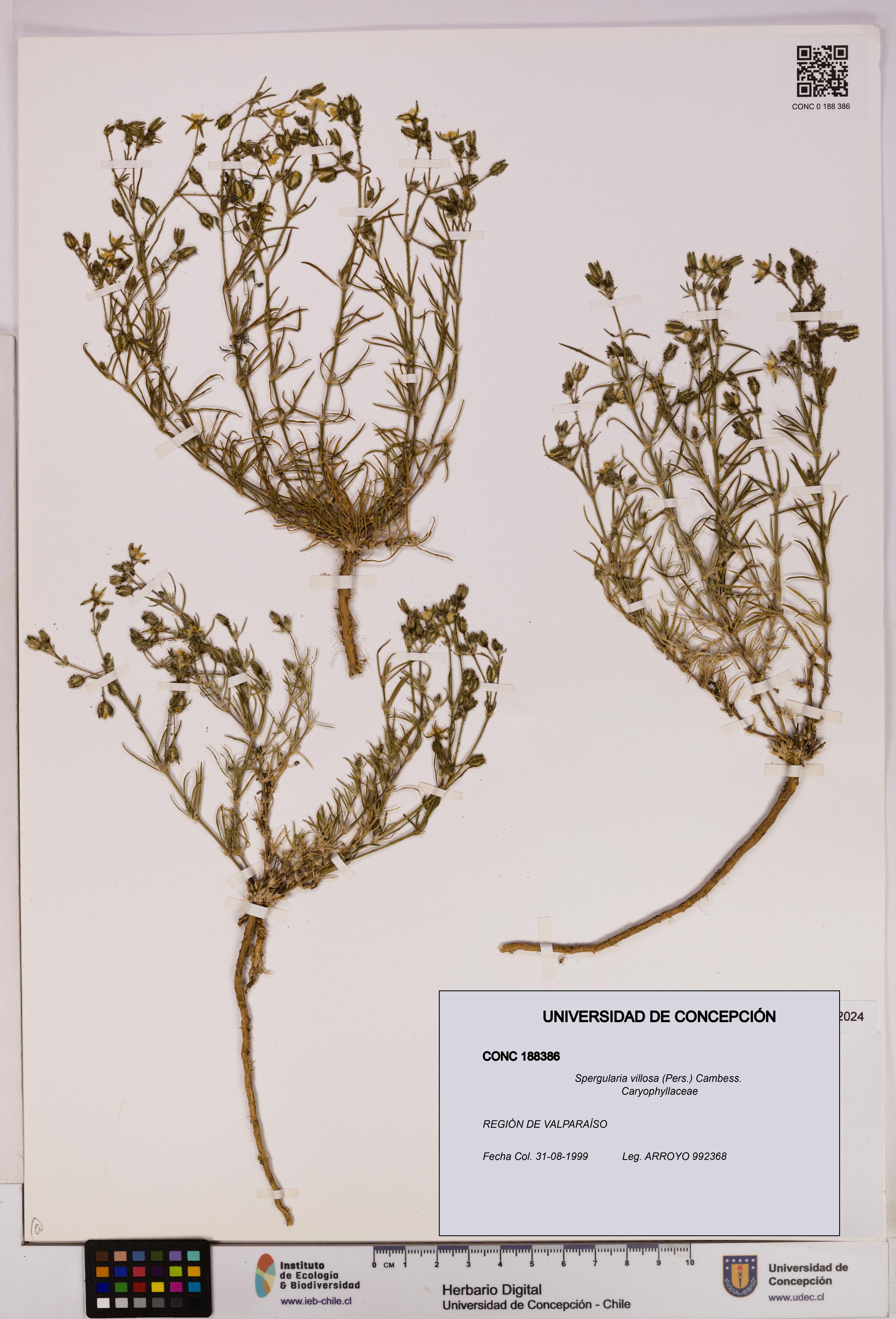 Spergularia villosa [Espécimen: UDEC:CONC:0188386]