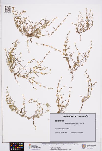 Pectocarya linearis [Espécimen: ]
