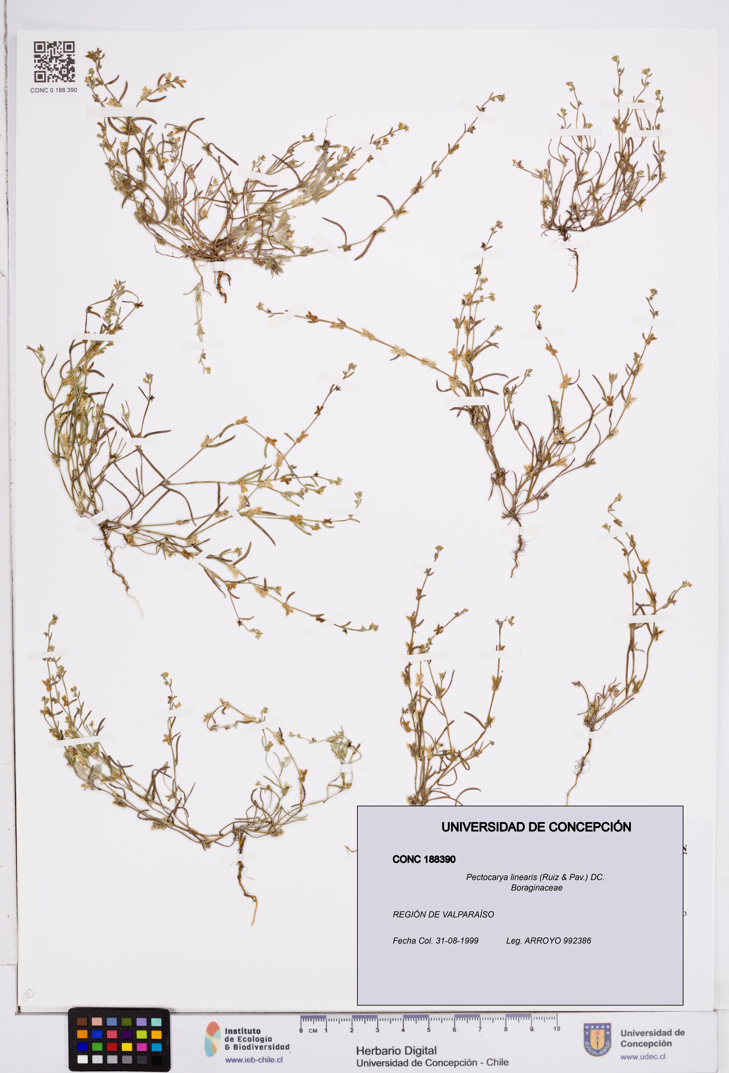 Pectocarya linearis [Espécimen: ]