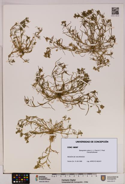 Spergularia rubra [Espécimen: UDEC:CONC:0188397]
