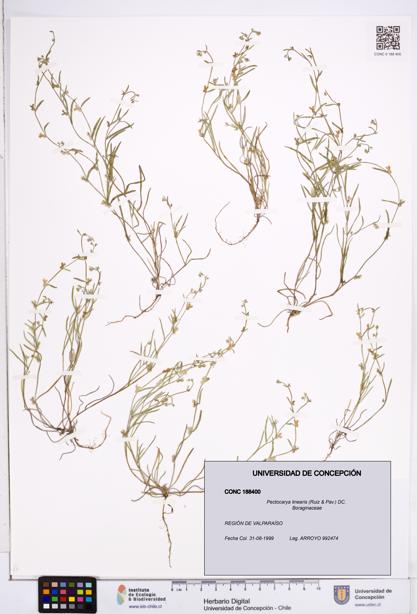 Pectocarya linearis [Espécimen: ]