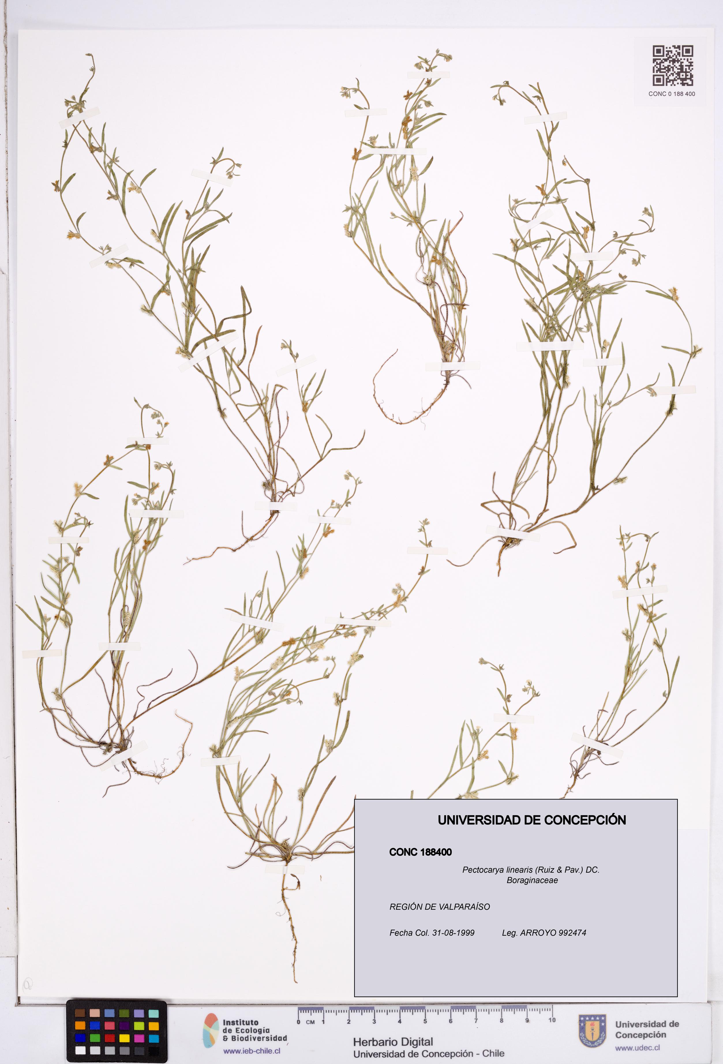 Pectocarya linearis [Espécimen: ]