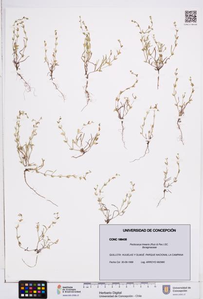 Pectocarya linearis [Espécimen: ]