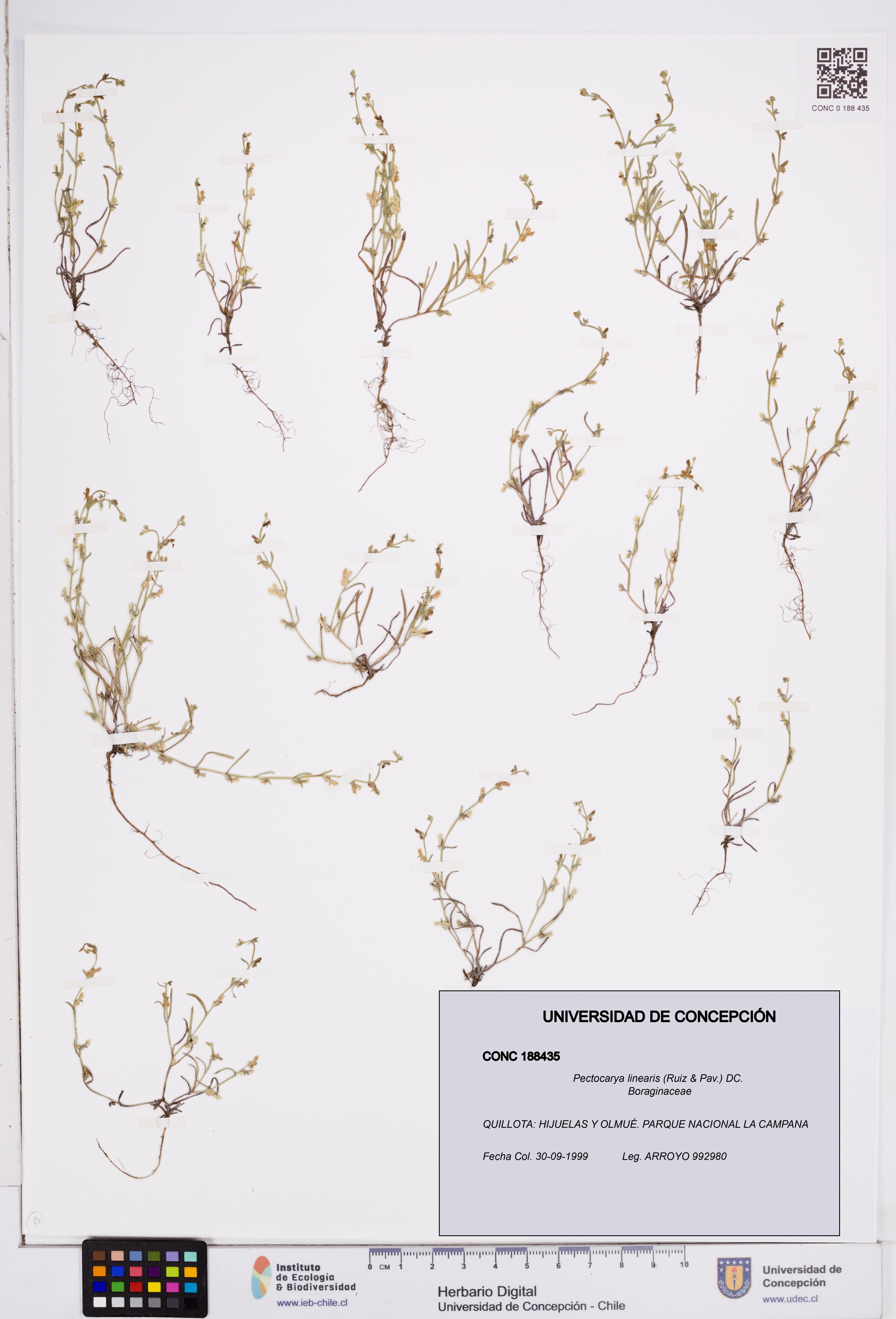Pectocarya linearis [Espécimen: ]