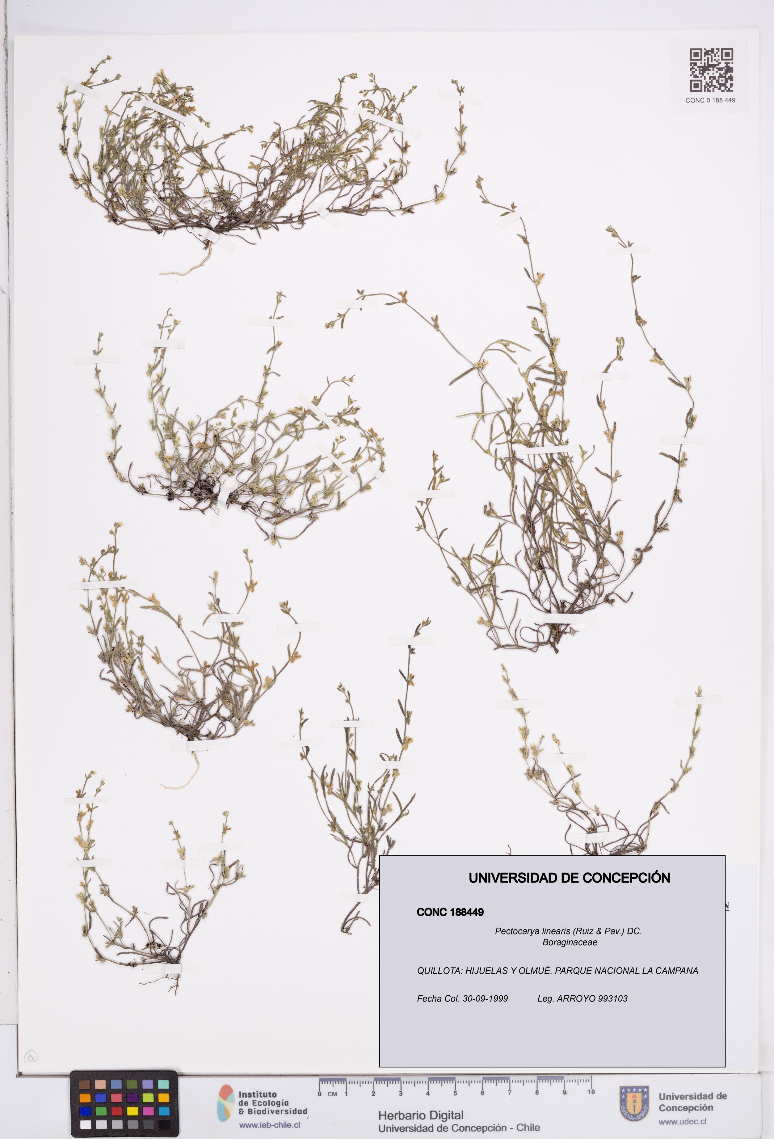 Pectocarya linearis [Espécimen: ]