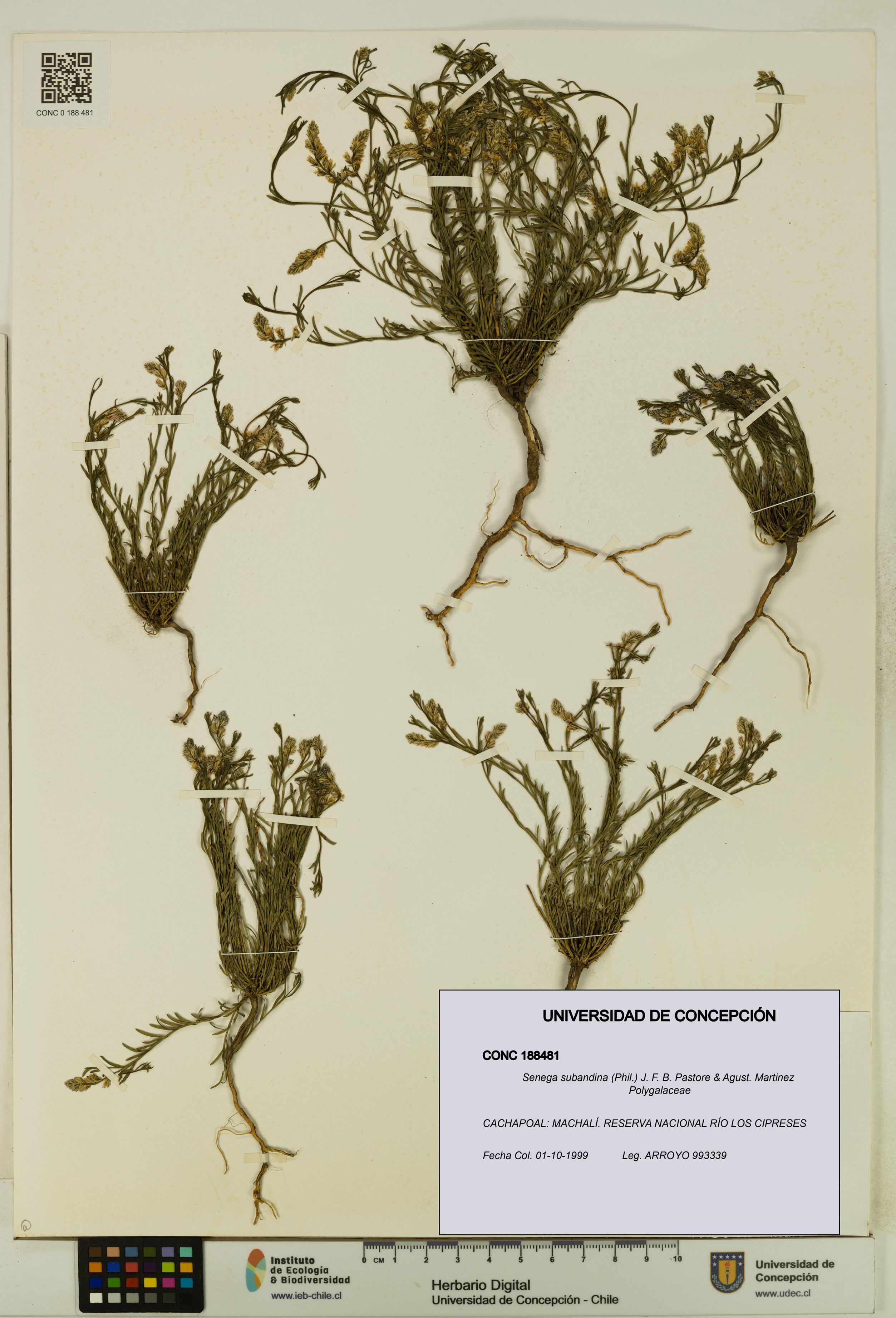 Senega subandina [Espécimen: UDEC:CONC:0188481]