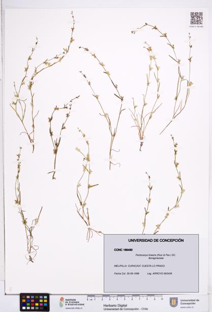 Pectocarya linearis [Espécimen: ]