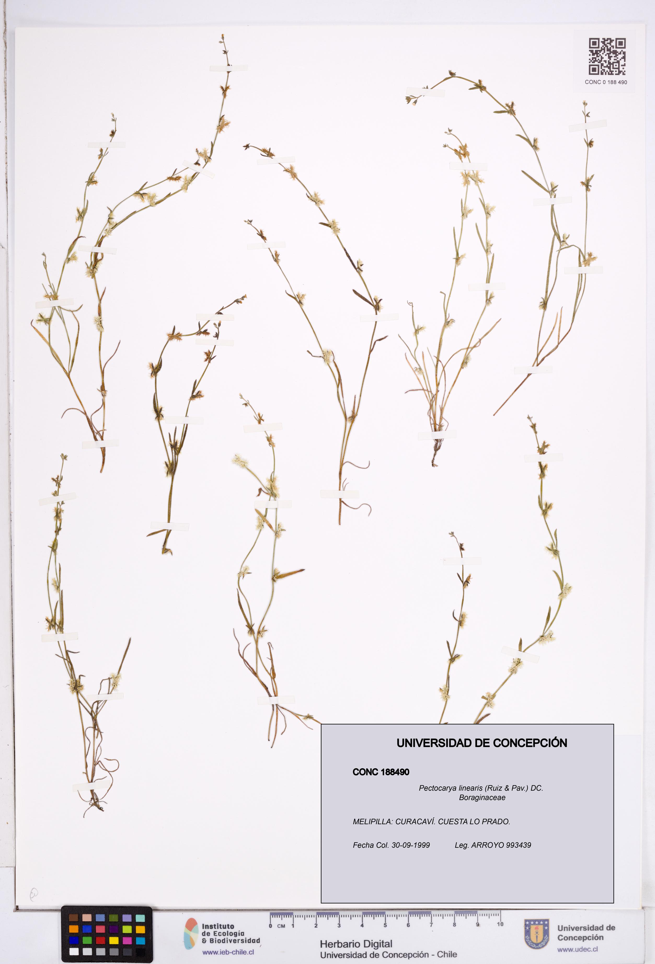 Pectocarya linearis [Espécimen: ]
