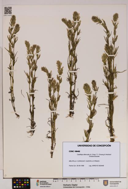 Castilleja attenuata [Espécimen: UDEC:CONC:0188492]