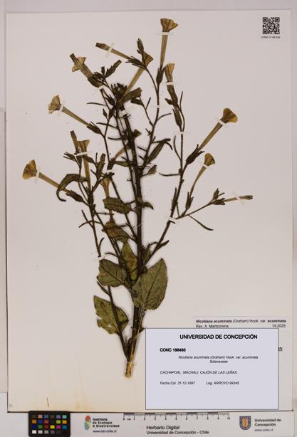 Nicotiana acuminata [Espécimen: UDEC:CONC:0188493]