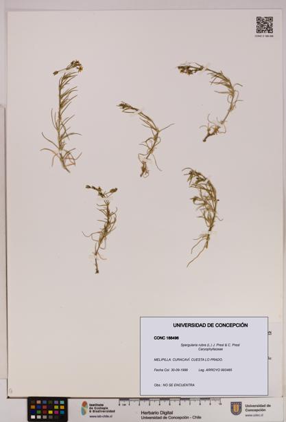 Spergularia rubra [Espécimen: UDEC:CONC:0188496]
