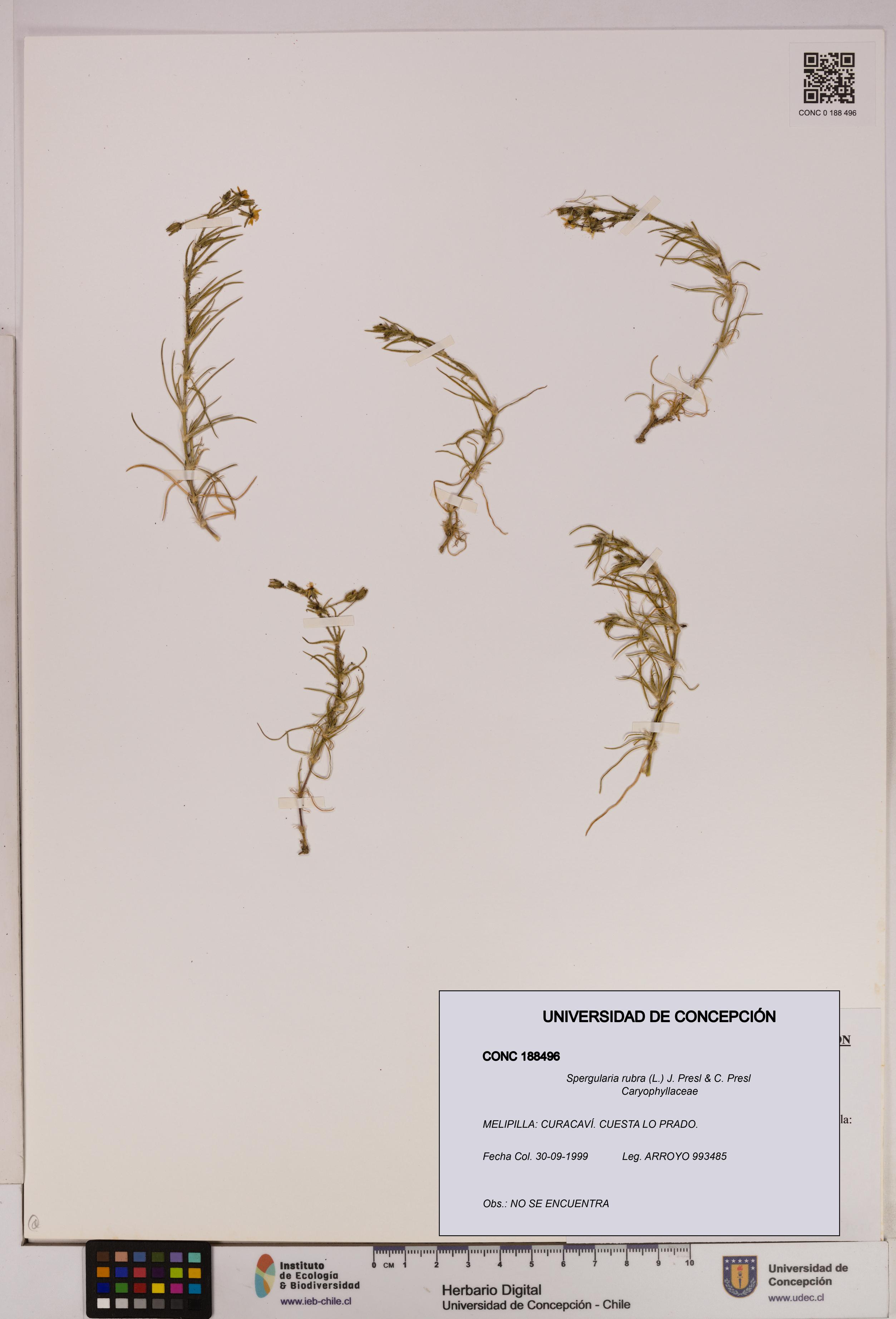 Spergularia rubra [Espécimen: UDEC:CONC:0188496]
