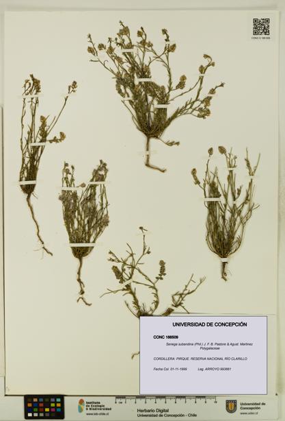 Senega subandina [Espécimen: UDEC:CONC:0188509]