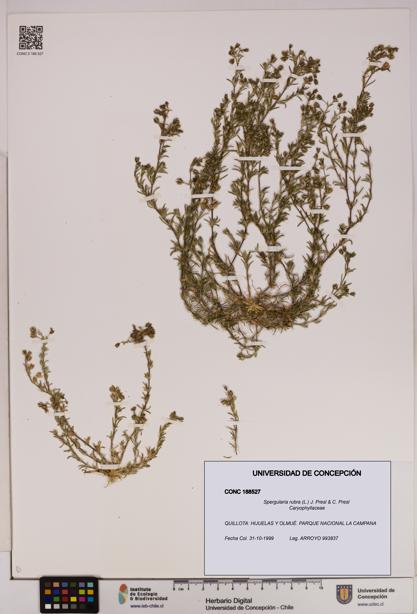 Spergularia rubra [Espécimen: UDEC:CONC:0188527]