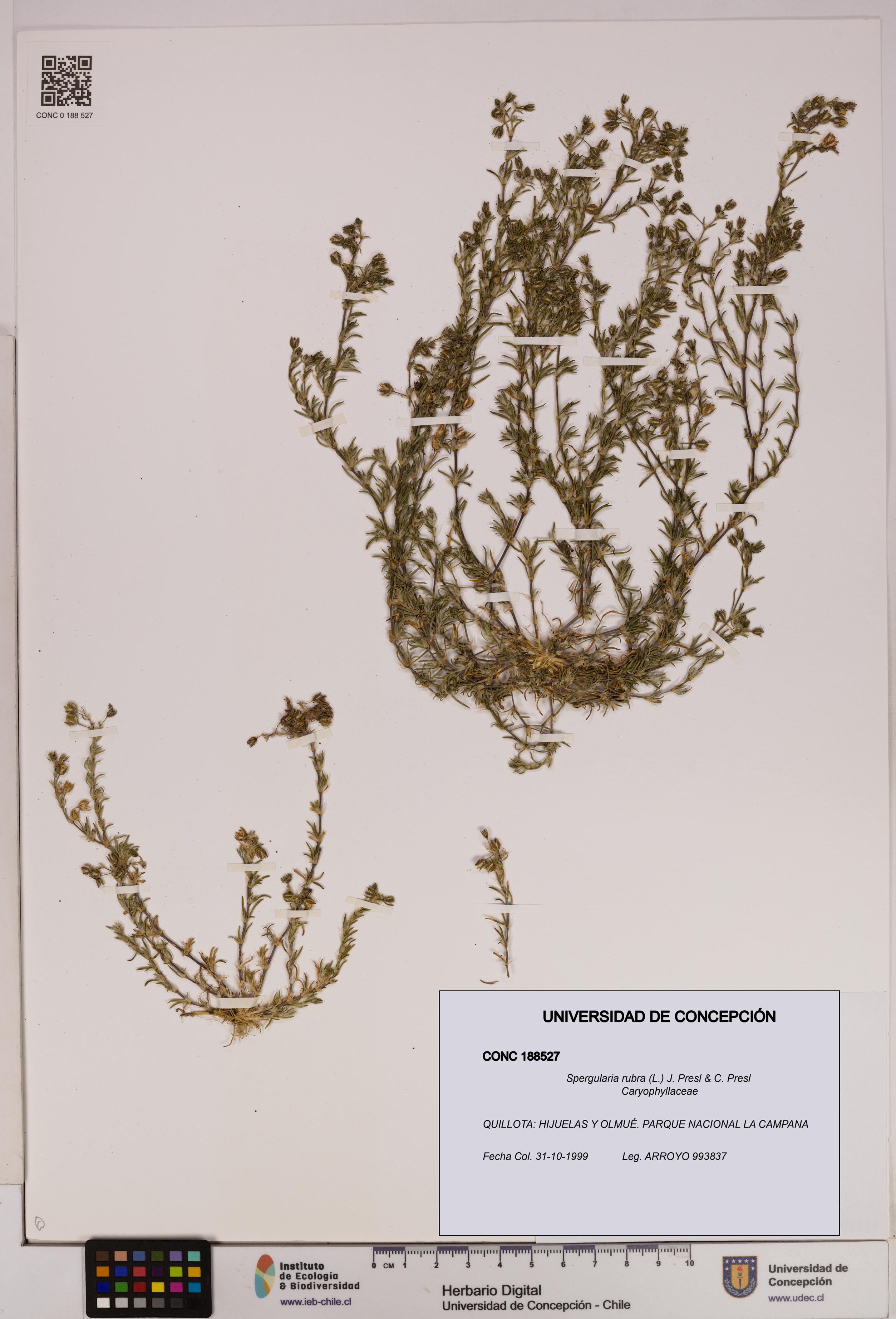 Spergularia rubra [Espécimen: UDEC:CONC:0188527]