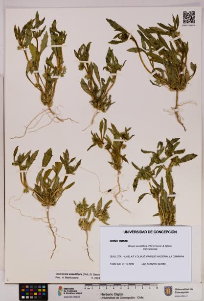 Boopis sessiliflora [Espécimen: UDEC:CONC:0188539]